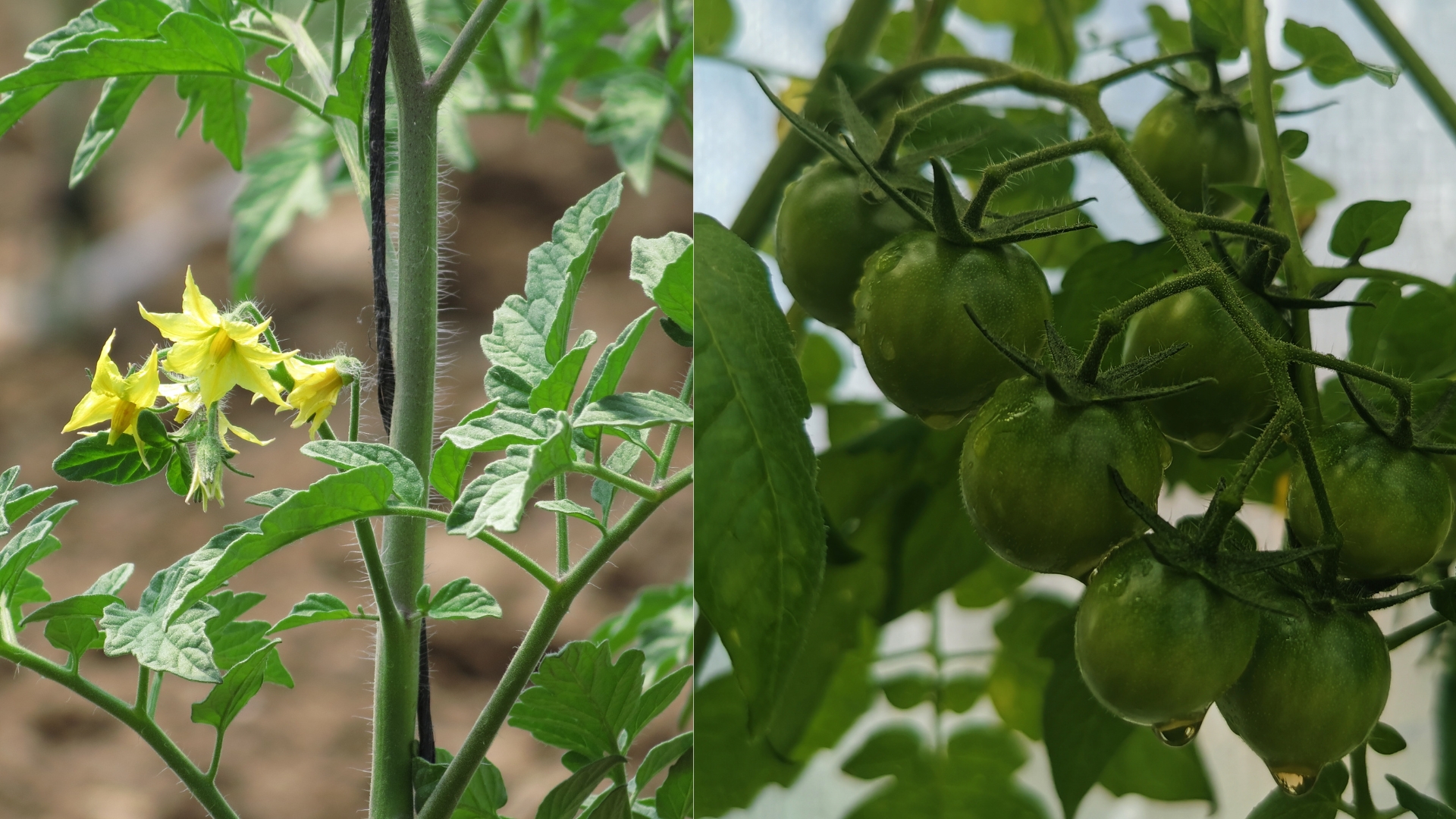 Công dụng Phân bón NPK 15-31-15 + TE